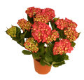 Hortensia 21 cm potte